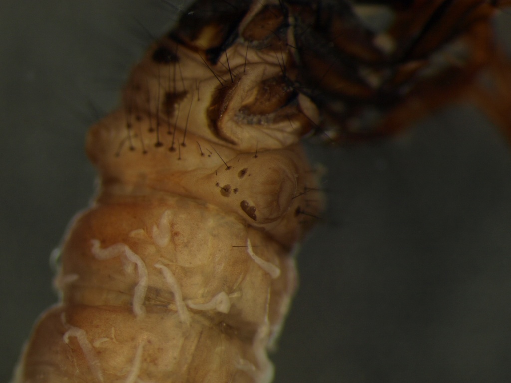 Potamophylax latipennis 2